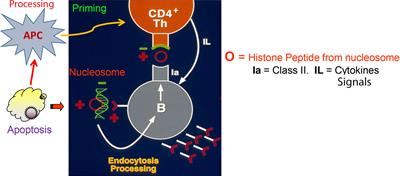 Harnessing Tolerogenic Histone Peptide Epitopes From Nucleosomes for Selective Down-Regulation of Pathogenic Autoimmune Response in Lupus (Past, Present, and Future)